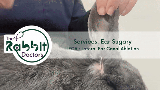 Services: Ear Surgery