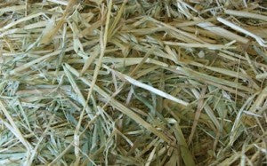 Hay