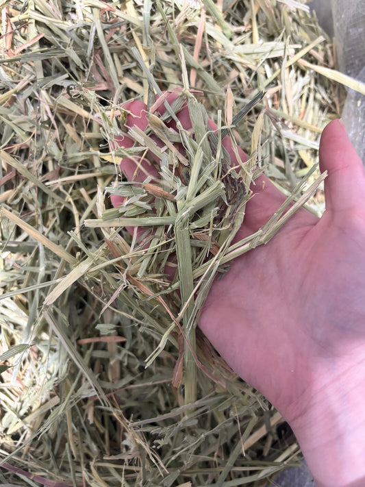 Short Cut Oaten Hay – Temporary Hay Shortage Alternative - Bagged
