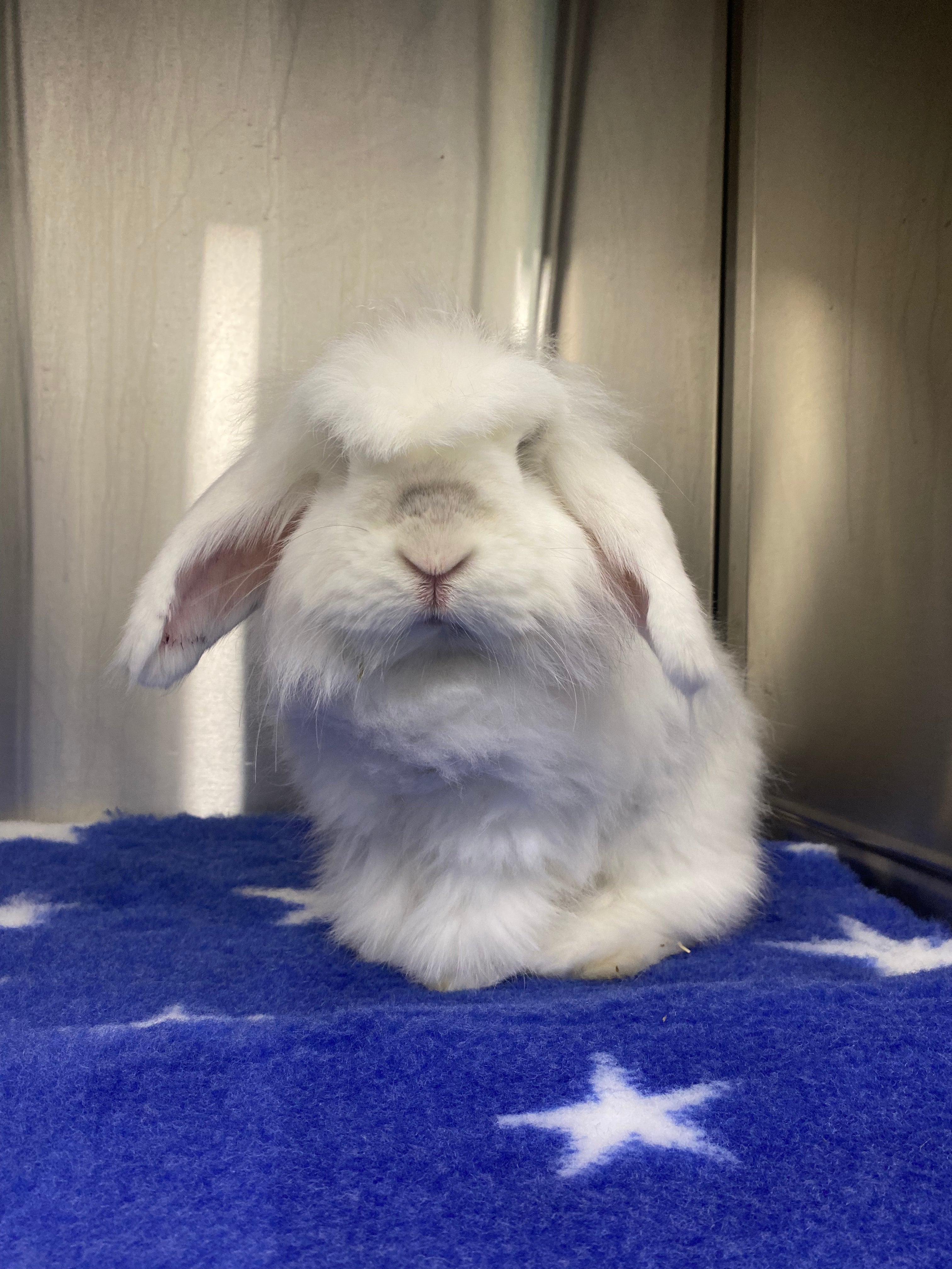 Vetbed rabbit online