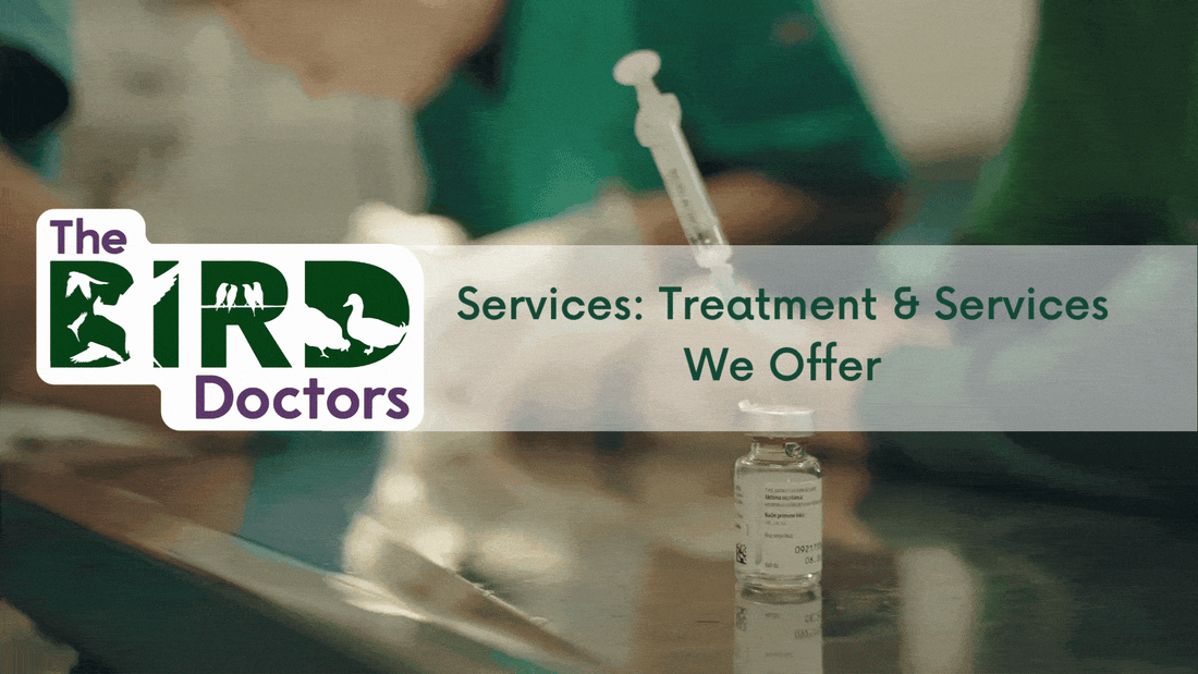 Services: Bird Treatments & Services We Offer