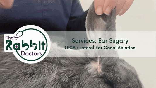 Services: Rabbit Ear Surgery - Lateral Ear Canal Ablation AKA LECA