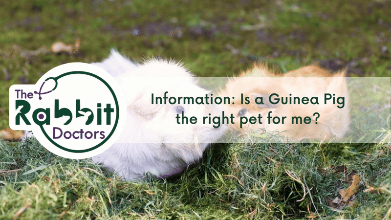 Information: Is a Guinea Pig the right pet for me?