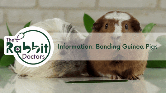 Information: Bonding Guinea Pigs