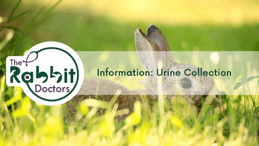 Information - Rabbit Urine Collection