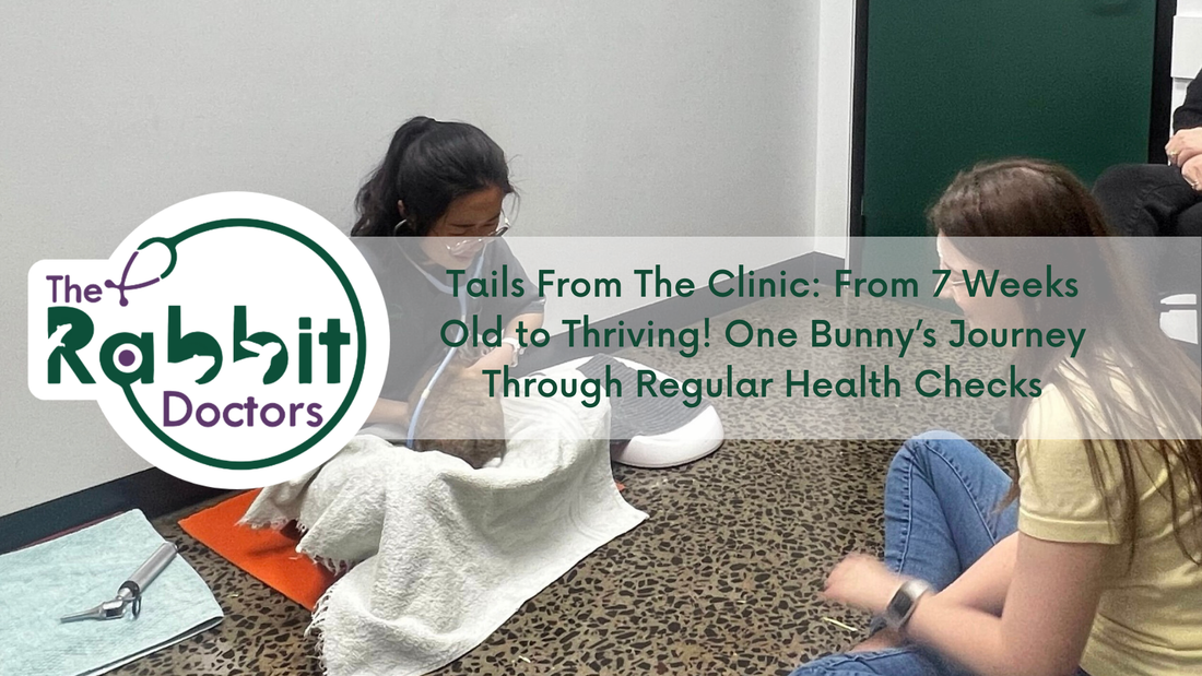 Tails From The Clinic - From 7 Weeks Old to Thriving! One Bunny’s Journey Through Regular Health Checks