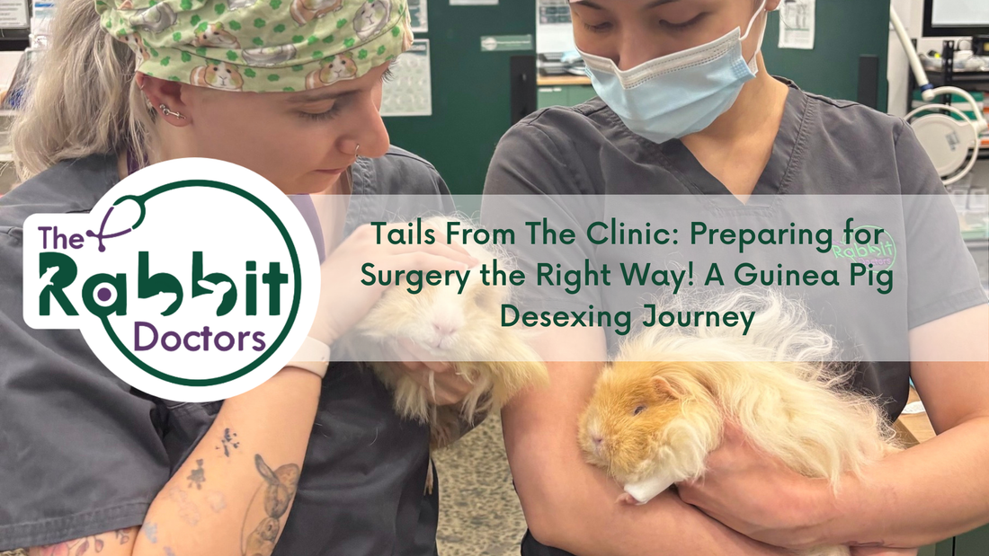 Tails From The Clinic - Preparing for Surgery the Right Way! A Guinea Pig Desexing Journey