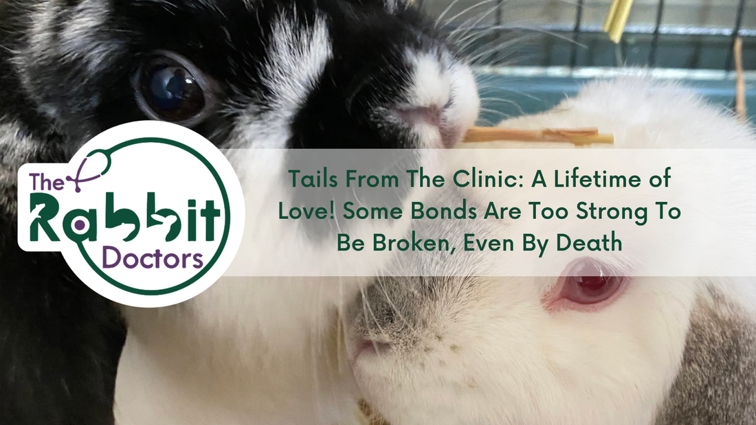 Tails From The Clinic: A Lifetime of Love! Some Bonds Are Too Strong To Be Broken, Even By Death
