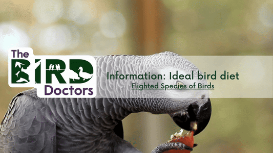 Information: Ideal Bird Diet - Flighted Species of Bird