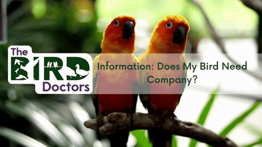 Information: Does My Bird Need Company?