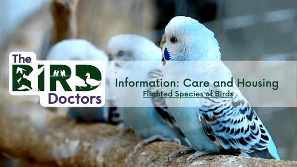 Information: Care and Housing - Flighted Species of Birds