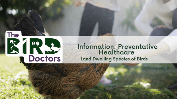 Information: Preventative Healthcare - Land Dwelling Species of Birds