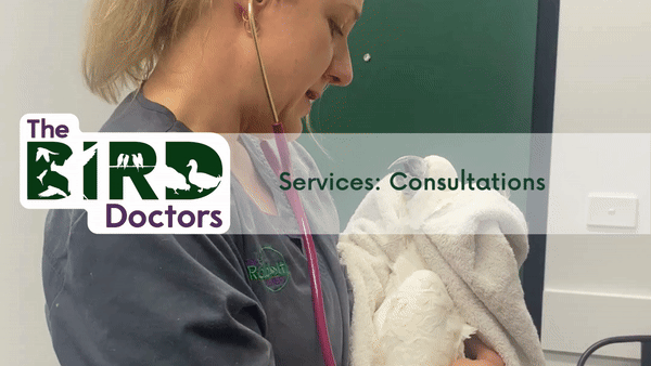 Services: Bird Consultations