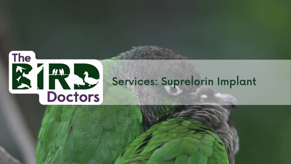 Services: Suprelorin Implant in Birds