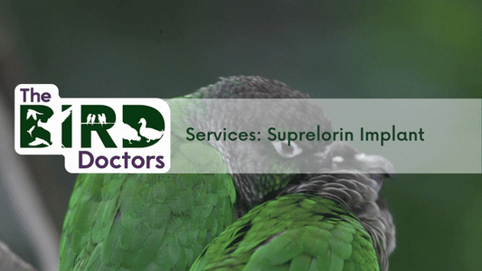 Services: Suprelorin Implant in Birds