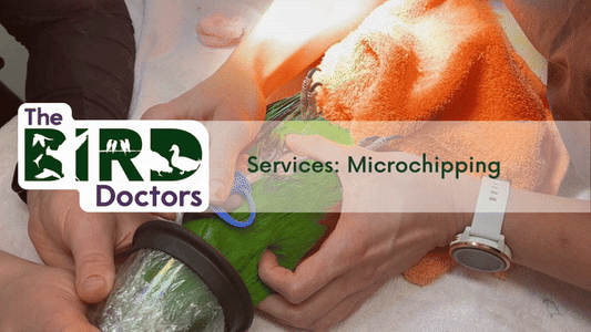 Services: Microchipping Birds