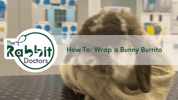 How To: Wrap a Bunny Burrito – The Rabbit Doctors
