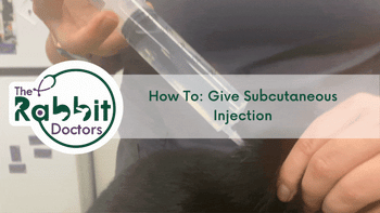 How To: Give Subcutaneous Injection – The Rabbit Doctors