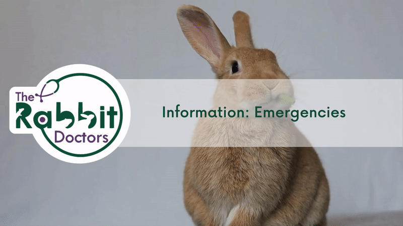 Information: Emergencies (Rabbits, Birds, Guinea Pigs, Rats and Mice)