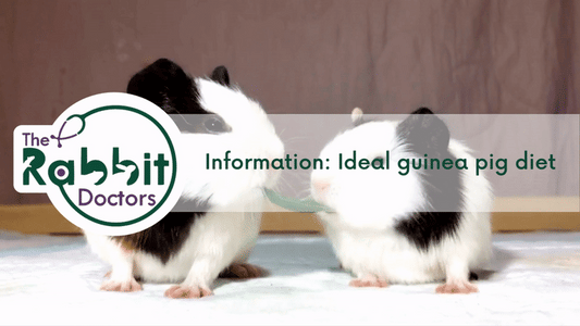 Information: Ideal Guinea Pig Diet