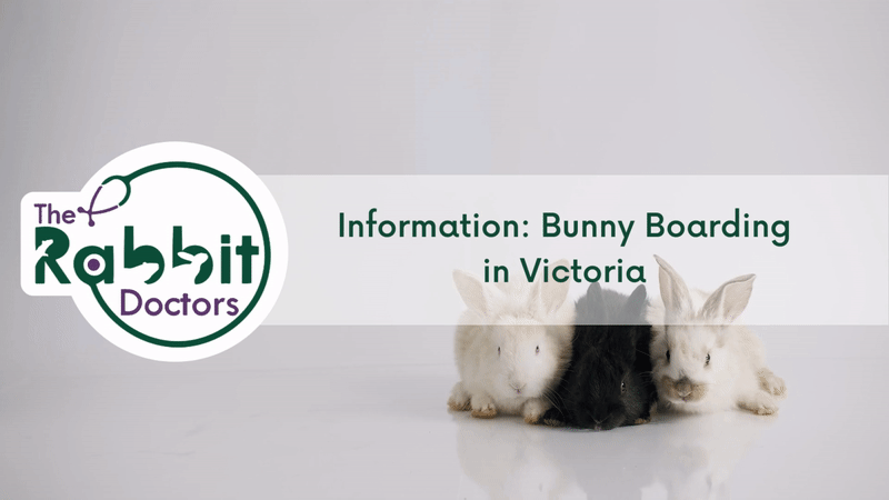 Information: Bunny Boarding in Victoria