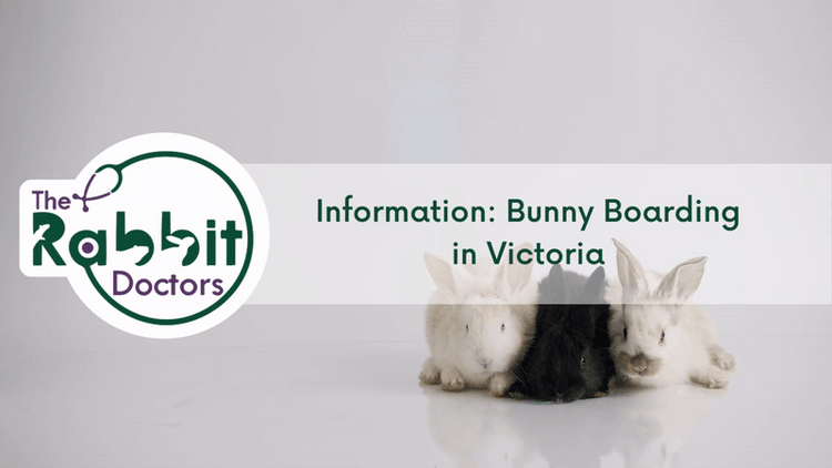 Information: Bunny Boarding in Victoria – The Rabbit Doctors