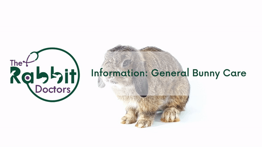 Information: General Rabbit Care