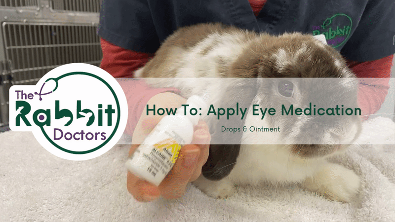 Inject Rabbit Eye How To: Apply Eye Drops – The Rabbit Doctors