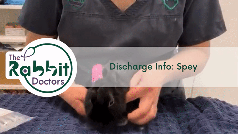 Discharge Information: Rabbit Spey