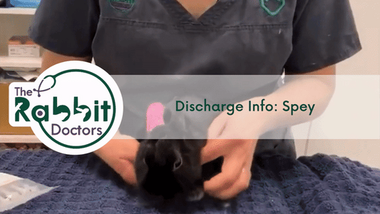 Discharge Information: Rabbit Spey