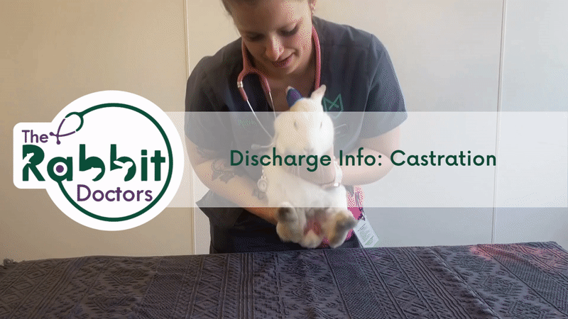 Discharge Information: Rabbit Castration