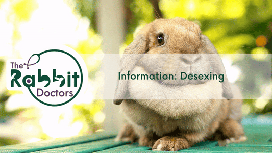 Information: Desexing Rabbits