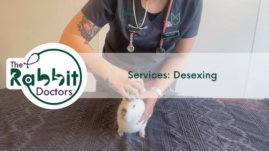 Services: Desexing