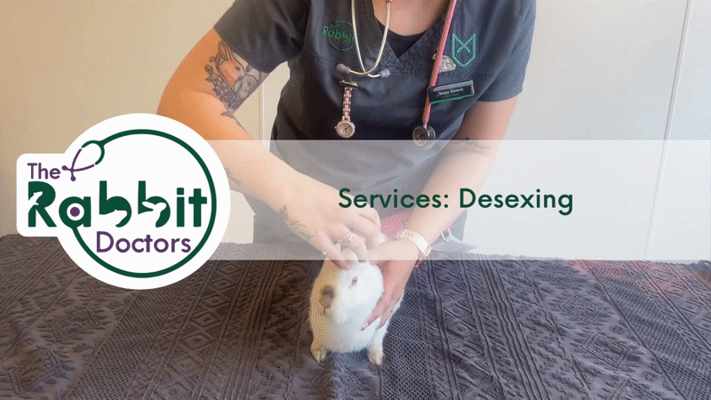 Rabbit Services – The Rabbit Doctors