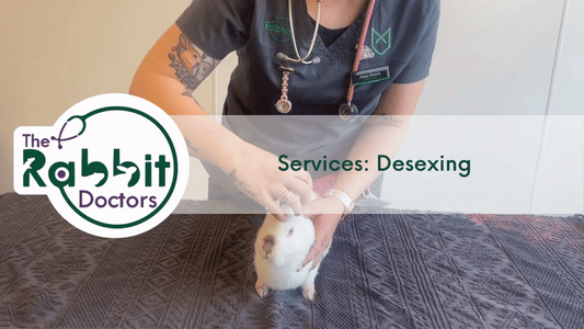 Services: Rabbit Desexing