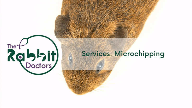 Services: Guinea Pig Microchipping