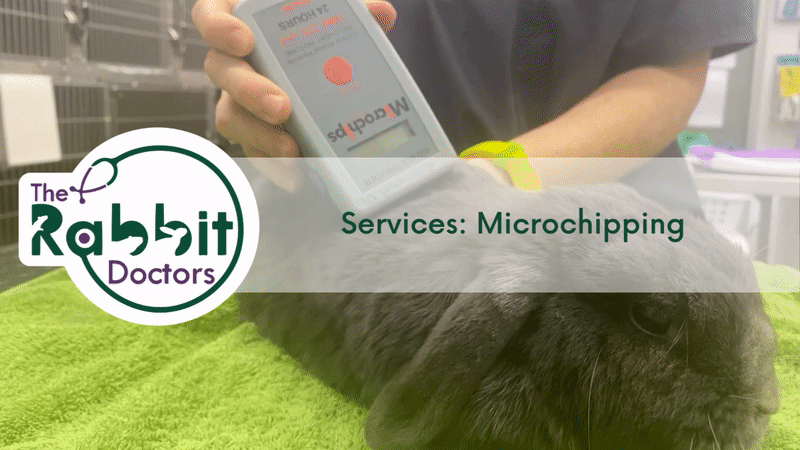 Services: Microchiping