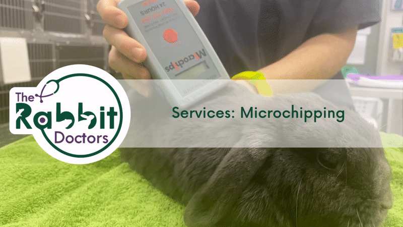Services: Rabbit Microchiping