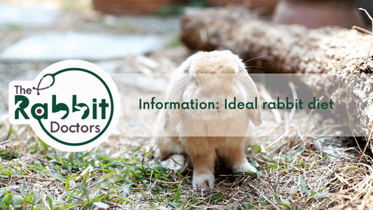 Information: Ideal rabbit diet