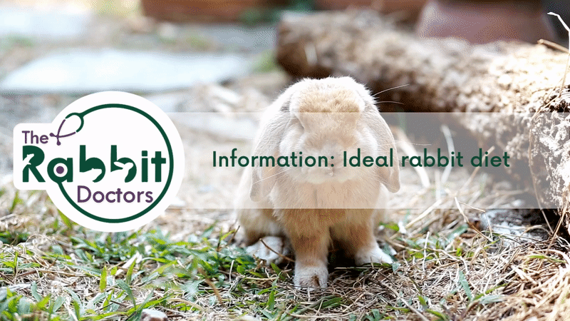 Information: Ideal rabbit diet