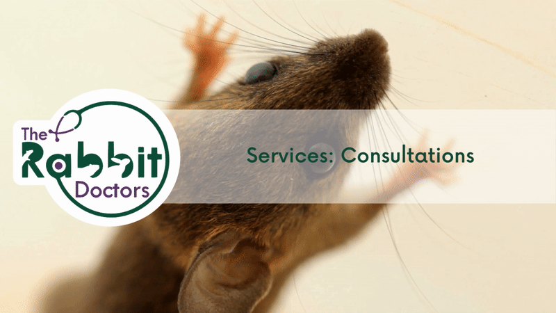 Services: Mouse Consultations
