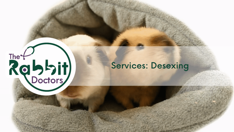 Services: Guinea Pig Desexing
