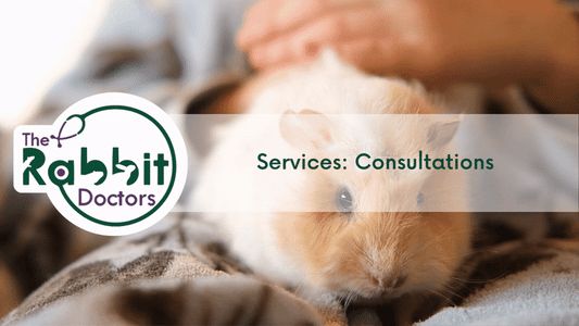 Services: Guinea Pig Consultations
