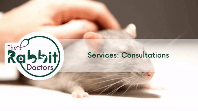 Services: Rat Consultations