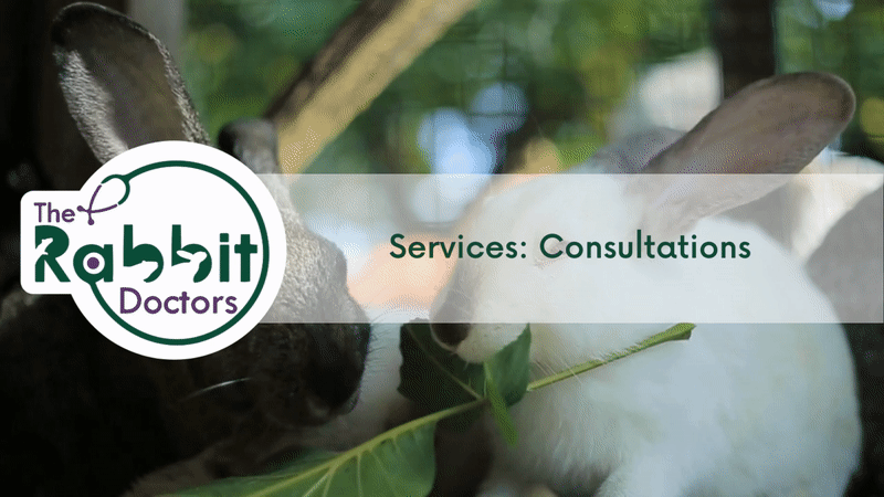 Services: Rabbit Consultations