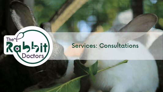 Services: Rabbit Consultations