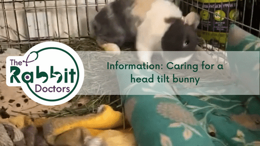 Information: Caring for a head tilt bunny