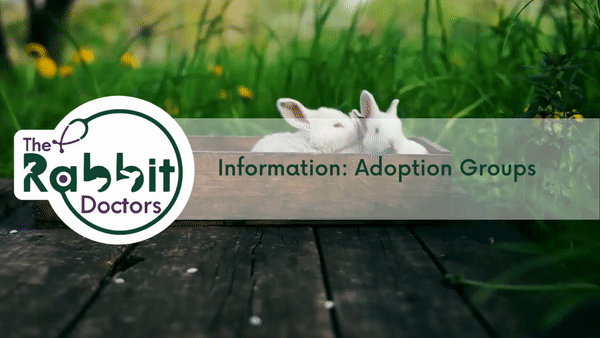 Information: Rabbit Adoption Groups Victoria