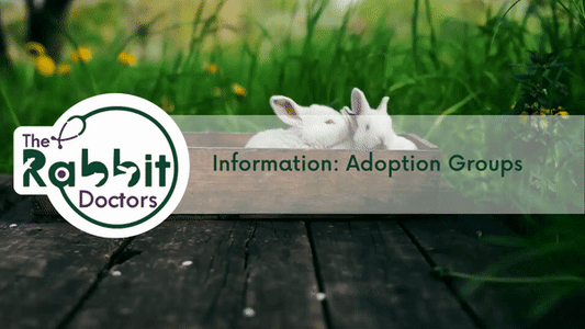Information: Rabbit Adoption Groups Victoria