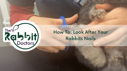 How To: Look After Your Rabbits Nails